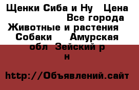 Щенки Сиба и Ну › Цена ­ 35000-85000 - Все города Животные и растения » Собаки   . Амурская обл.,Зейский р-н